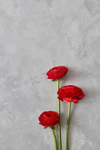 灰色混凝土背景上的三朵美丽的红色毛浪花，母亲和母亲S，情人节和S。灰色背景上的三朵红玫瑰