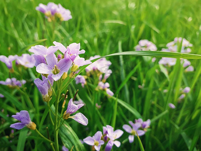 近摄野生春花草甸。自然的组成，绿色的苔藓和紫色的花瓣。