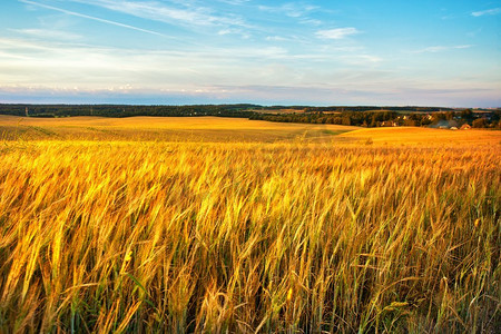 金小麦飞行全景与村庄在背景，农村农村.日落在庄稼地上。白俄罗斯、明斯克地区
