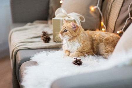宠物，圣诞节和hygge概念—红色花斑猫在沙发与礼物在家里冬天。红色花斑猫在沙发上与圣诞礼物在家里
