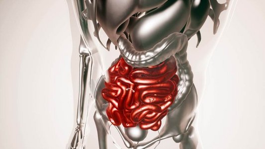 脏器摄影照片_人体所有器官和骨骼的医学肠道模型。全脏器全骨人体肠道模型
