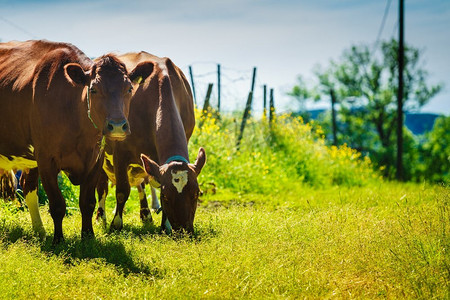 农业、养殖动物、生态养殖理念。野牛在绿色的草地上吃草。奶牛在绿色的草地上吃草。