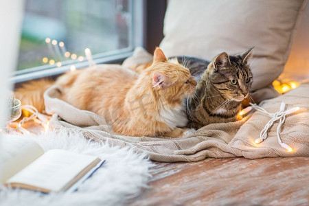 宠物，圣诞节和卫生概念--两只猫躺在家里的窗台上，身上盖着毯子。家里有两只猫躺在窗台上，身上盖着毯子