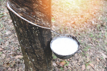 胶乳摄影照片_橡胶种植园与橡胶胶乳在碗中提取从橡胶树种植园亚洲农业天然胶乳