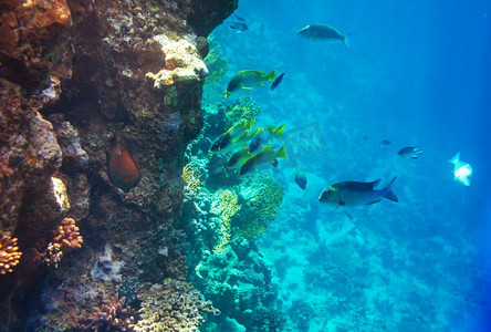 埃及红海的珊瑚礁。自然不寻常的背景。