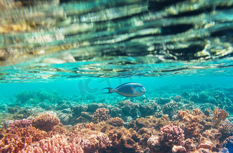 埃及红海摄影照片_埃及红海的珊瑚礁。自然不寻常的背景。