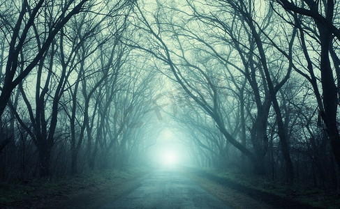 穿过可怕的神秘森林的道路在雾中绿光在秋天。魔法树大自然朦胧景观