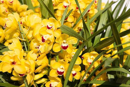植物纹理摄影照片_园艺，植物学，纹理和植物概念—美丽的黄色兰花花。美丽的黄色兰花