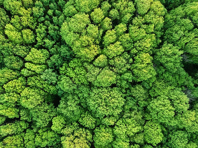 鸟瞰春天的绿色落叶林。无人机拍摄的照片。鸟瞰美丽的落叶林。无人机拍摄的照片