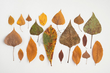 叶子组合摄影照片_行组成与五颜六色的秋天叶子。高分辨率照片。行组成与五颜六色的秋天叶子。高品质的照片