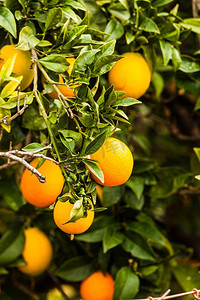 美丽的绿色树与生生长的橙子。地中海植物群，自然生长的水果。绿色的树与生生长的橙子