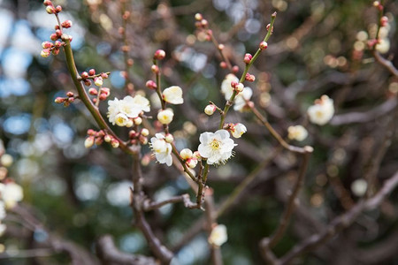 树花摄影照片_自然，植物学，园艺和植物概念—美丽的樱花树花特写镜头。美丽的樱花树花特写