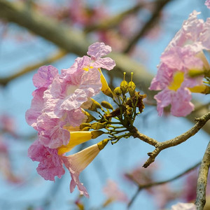天空粉色摄影照片_美丽的粉色花朵和蓝天，泰国