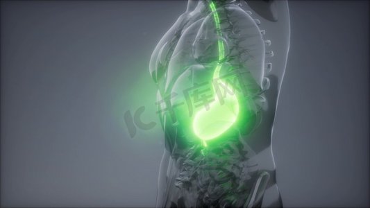 人体解剖摄影照片_科学解剖扫描人体胃部发光。人体胃部放射学检查
