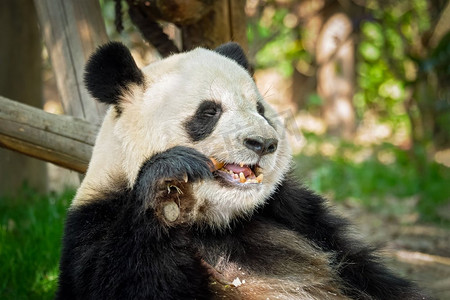 中国旅游的标志和吸引力—大熊猫吃竹子。中国四川成都。中国大熊猫