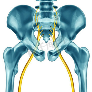 坐骨神经概念作为人体解剖与3D例证元素在白色背景。