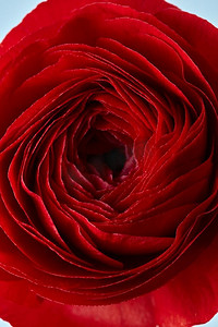 一个美丽的红玫瑰花的特写，婚礼卡。问候..特写红玫瑰花