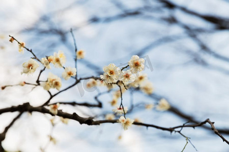 自然，植物学，园艺和植物概念—美丽的樱花树花特写镜头。美丽的樱花树花特写
