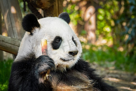 中国风名片摄影照片_中国旅游的象征和吸引力--大熊猫吃竹子。四川成都，中国。中国的大熊猫