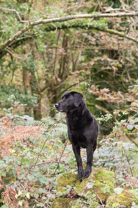 老年狗摄影照片_一个工作的黑色拉布拉多犬的肖像户外