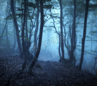暮光森林摄影照片_ 雾，雾，树，雾