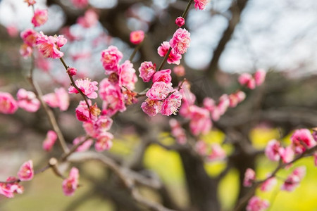 自然，植物学，园艺和植物概念-公园里美丽的樱花树的特写。公园里美丽的樱花树的特写