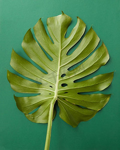 热带丛林中孤立的怪兽叶子覆盖在绿色背景上。代表瑞士奶酪厂进行装饰或设计。孤立的绿叶