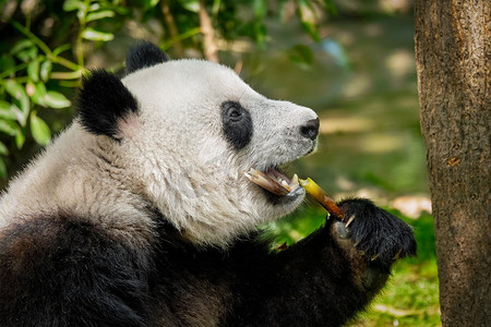 中国旅游的标志和吸引力—大熊猫吃竹子。中国四川成都。中国大熊猫