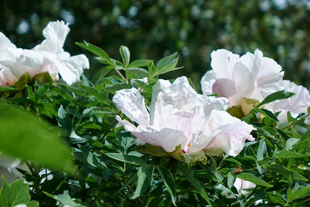 清新的花香—白色牡丹花在花园里的绿色灌木丛上。Bloom love concept花园里精致的白牡丹。