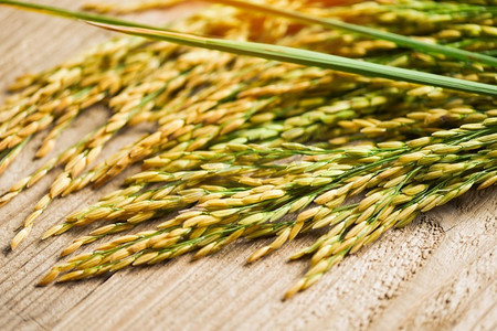 在木桌上收获的黄色撕裂稻田，收获的大米和食物谷物烹饪概念