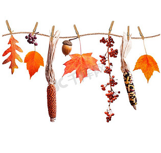 五颜六色的秋天叶子浆果和种子安排隔绝在白色背景