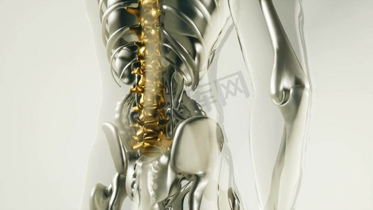 脏器摄影照片_人体脊柱、骨骼和器官的医学模型。带脏器的人体脊柱骨骼模型