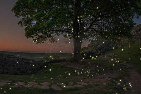 令人惊叹的日落风景，萤火虫在树上飞舞，在黄昏的灯光下发光