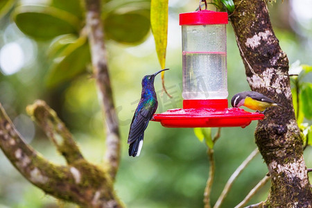中美洲摄影照片_科利布里。中美洲哥斯达黎加五颜六色的蜂鸟