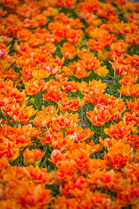 荷兰摄影照片_荷兰，春天的田野里盛开着黄色的郁金香。黄色郁金香