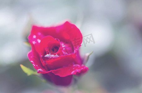 粉红色的玫瑰，美丽的自然背景