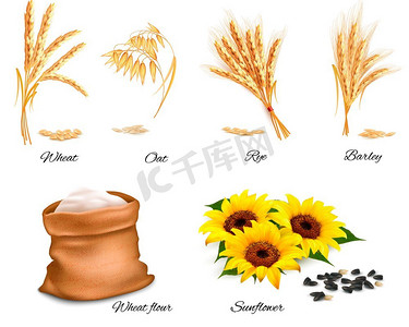 向量摄影照片_小麦、燕麦、黑麦、向日葵和大麦的果穗。向量插图。
