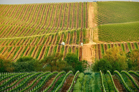 葡萄酒葡萄摄影照片_美国加州的葡萄园景观
