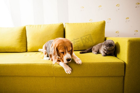 猫和狗躺在柔软的沙发上。悲伤的狗和猫