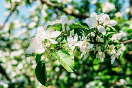 白苹果树在春天开花