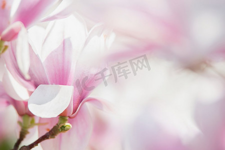 玉兰花的粉色背景，春天户外的自然美景