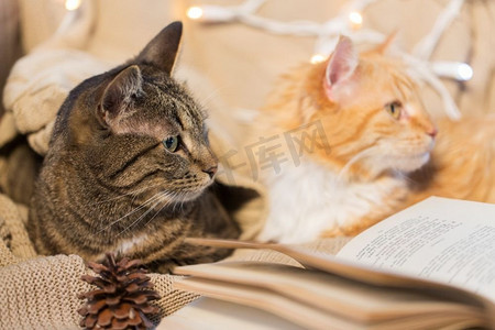 圣诞节摄影照片_宠物，圣诞节和卫生概念-冬天，两只猫躺在家里的沙发上看书。家里有两只猫躺在沙发上看书