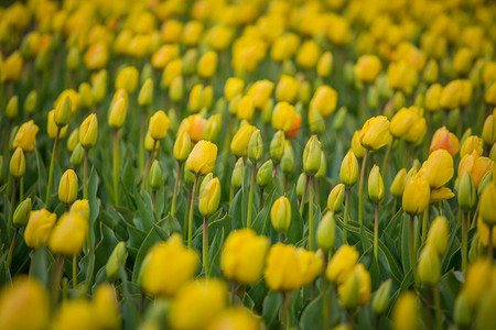 荷兰乡村的一排排黄色郁金香。一排排荷兰语的黄色郁金香