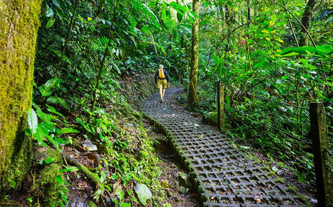 中美洲摄影照片_在哥斯达黎加徒步旅行。在中美洲哥斯达黎加的绿色热带丛林中徒步旅行