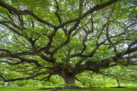 绿色树枝摄影照片_大树的树枝