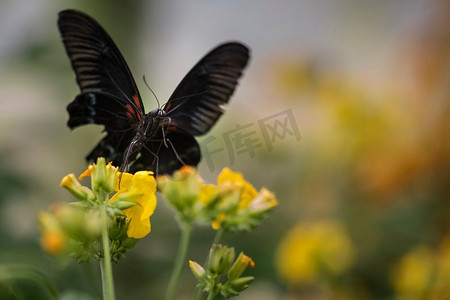蝴蝶在飞舞摄影照片_鲜艳的黄花上美丽的红燕尾蝴蝶，其他蝴蝶在背景中飞舞