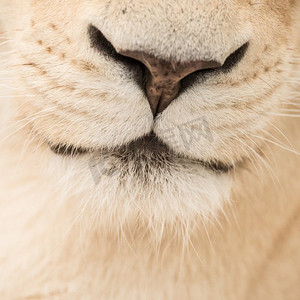 令人惊叹的亲密肖像白色巴巴利阿特拉斯狮子黑豹利奥