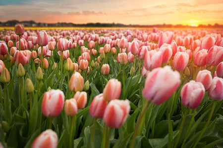 卡通花束康乃馨摄影照片_美丽的粉色郁金香花束在春天的植物自然概念领域。美丽的粉色郁金香花束