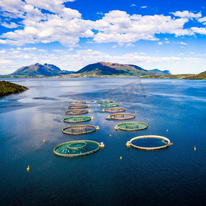 挪威农场捕捞鲑鱼无人机航拍。