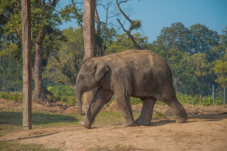 尼泊尔奇特旺国家公园的大象。